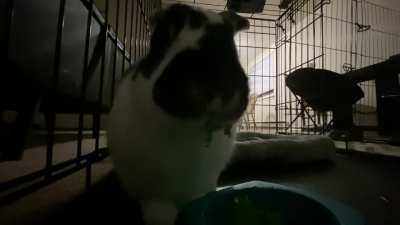 It’s lettuce time