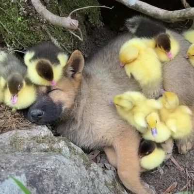 Puppy thinks he's one of them...