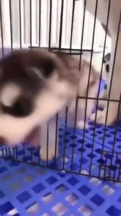 Everything is scary when you&rsquo;re a tiny puppy
