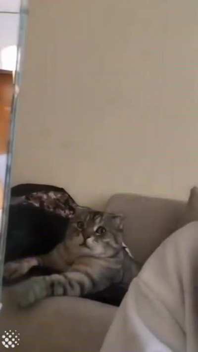 What the?&hellip;.. I need to really stay off the catnip