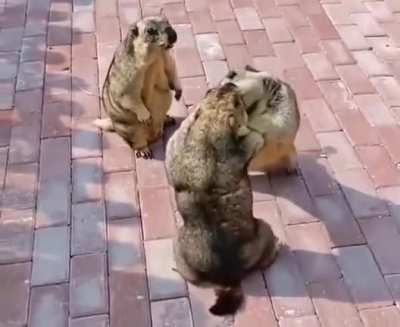 When the two groundhogs realized that they are sleeping with the same female