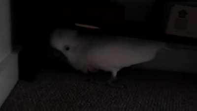 O jeito doce de uma cacatua dizer que n&atilde;o quer ir ao veterin&aacute;rio