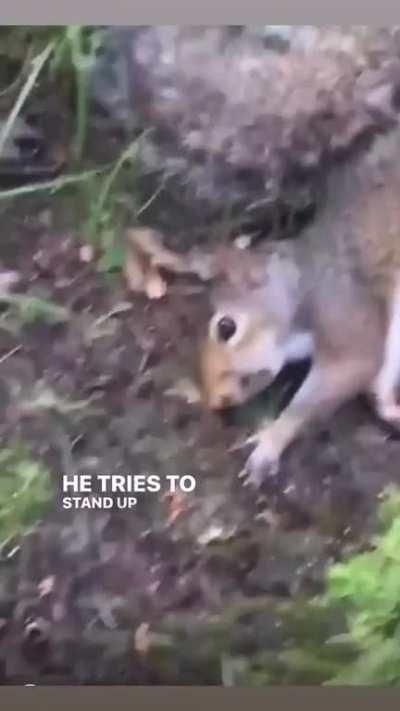 Ain&rsquo;t no normal squirrel