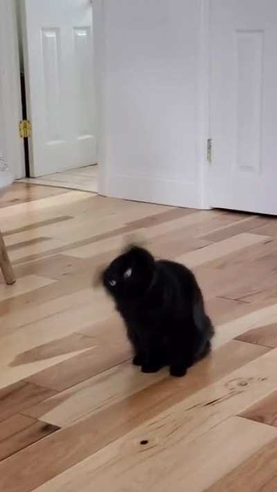 Spoopy
