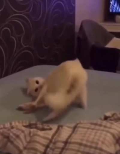 EnDaNgErEd AnImAl CoMmItS DeAd