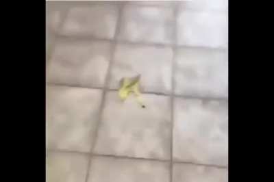 Banana peel