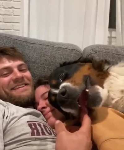 Berners are the biggest goofs
