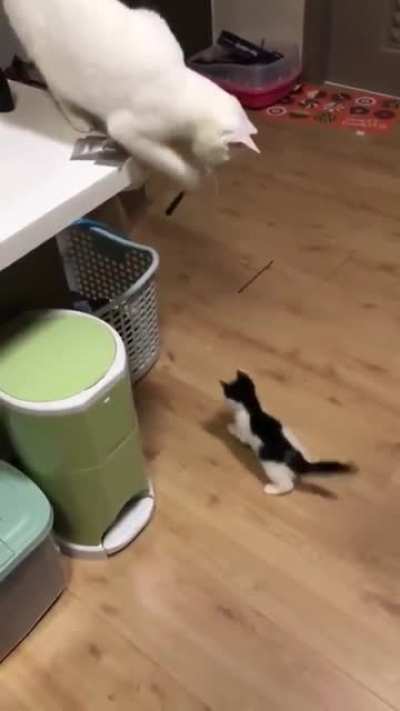 Catch it lil one