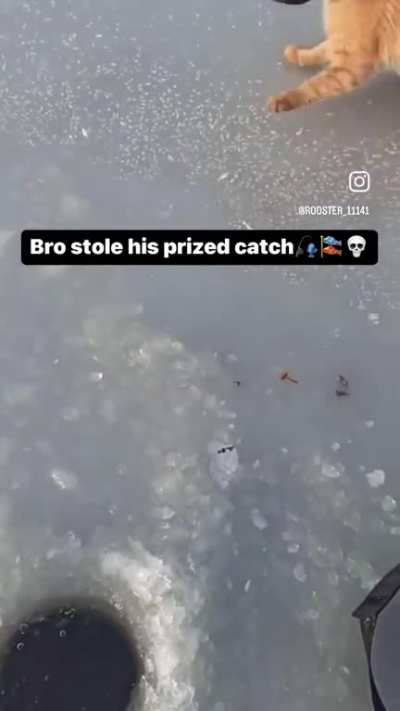 Not the catch of the day‼️🐈🐟🏴&zwj;☠️😳