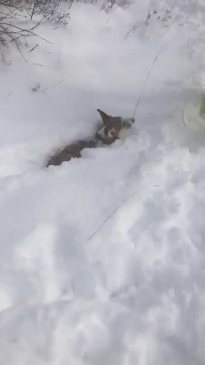 Snow depth? 12 inches. Corgi puppy height? Definitely less than 12 inches...