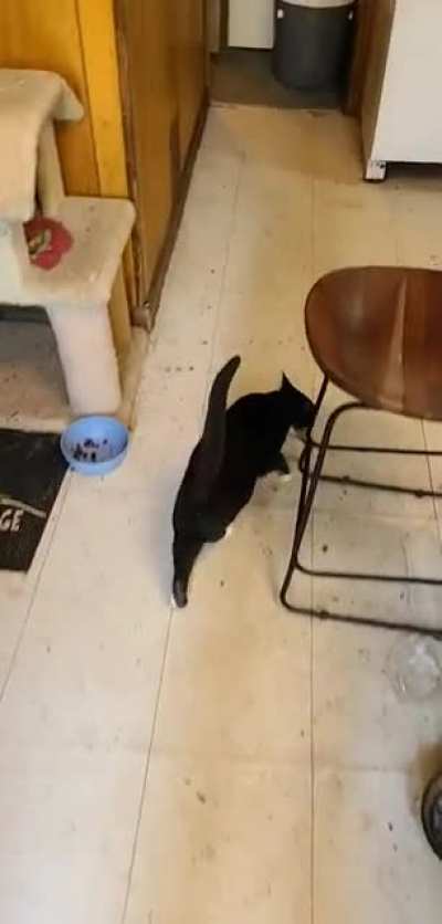 The excitement never ends with these cats...
