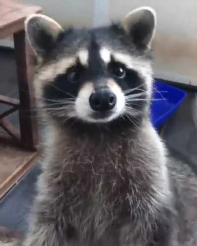 Brushy brushy
