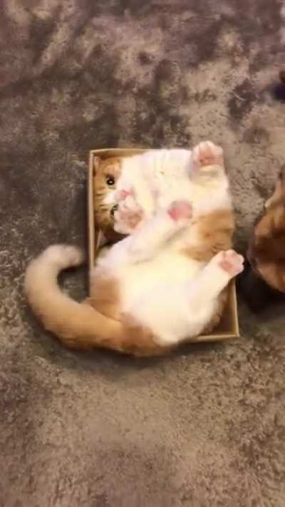 Mira fits in the box 😂
