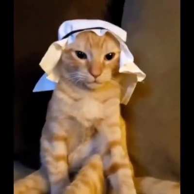 bruh cat