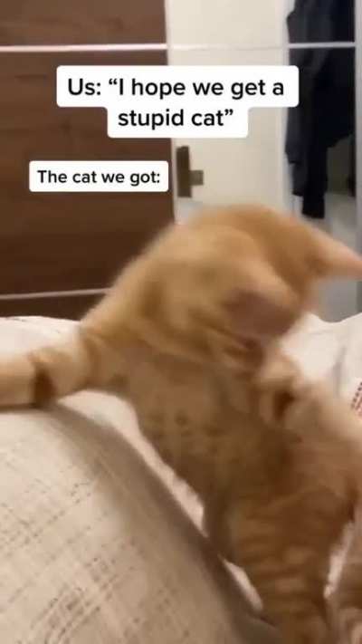 Not sure what his goal was. [X-post from AnimalsBeingDerps]