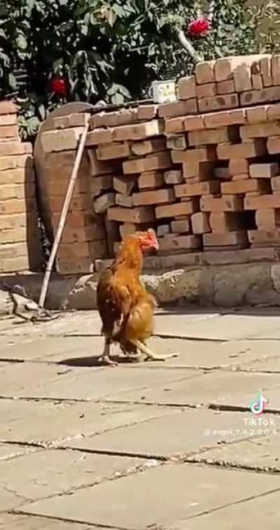 Jajajaj