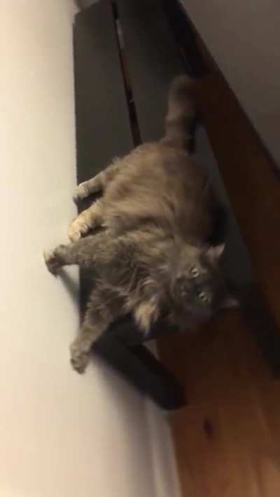 My cat&rsquo;s sense of direction seems off