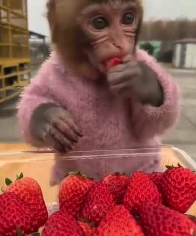 Monkey &amp;amp; strawberry. Strawberry &amp;amp; monkey.