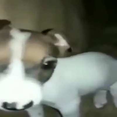Cachorro gay