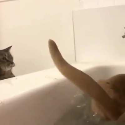 Jerk Cat!!