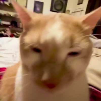 wunk