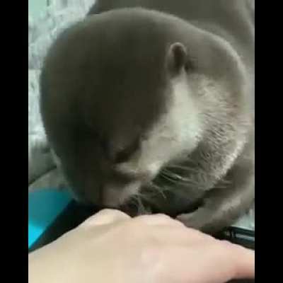 otters
