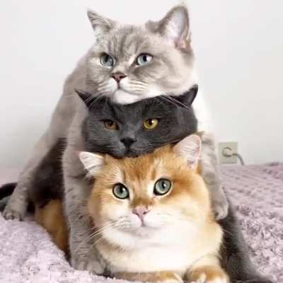 Cuddle stacking kitty&rsquo;s