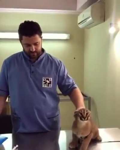 Caracal hisses at vet while being vaccinated
