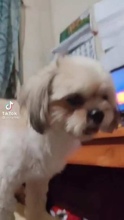 Checking your dog&rsquo;s mouth