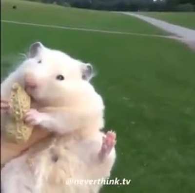 rat