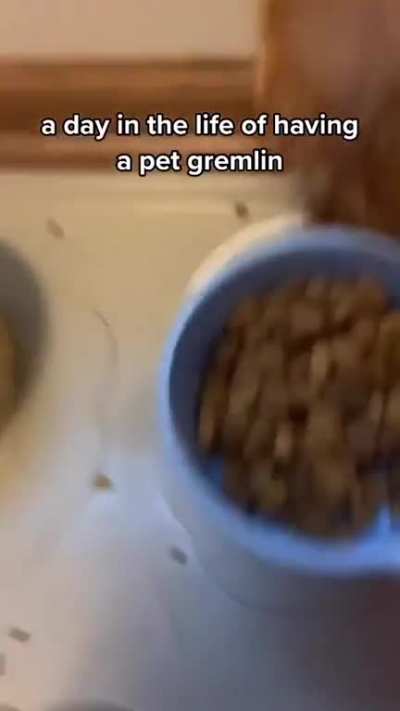 Cat or gremlin