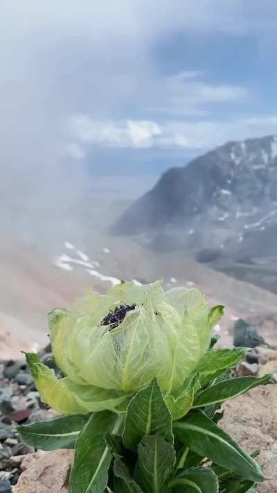 High above the snow line amid the vast Tianshan Mountains, at an altitude of 3,000&ndash;4,800 meters, the Xinjiang Tianshan snow lotus thrives in the extreme conditions of bitter cold, thin air and intense ultraviolet radiation