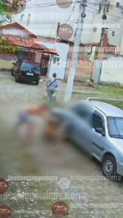 VIDEO: Pitbull neutralized after attacking dog in Rio de Janeiro (Valen&ccedil;a Brazil September 17, 2025)