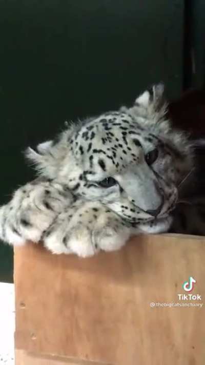 Baby snow leopards maxed out in adorableness 🥺