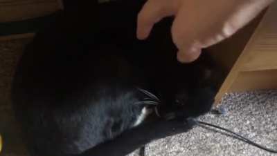 Kitty go BRRR