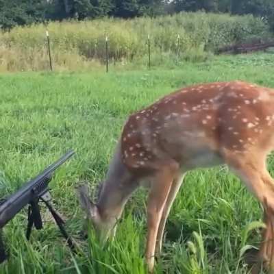 This deer wasn&rsquo;t scared of hunters or gunshots