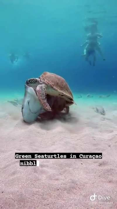 Green Sea turtles munching on a shark's head. Not sure on the species, bull shark was my first thought but I could be wrong 