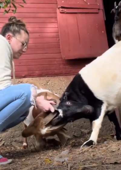 A horny situation.