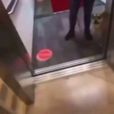 D&uuml;nya k&ouml;pkeler i&ccedil;in cehennem..