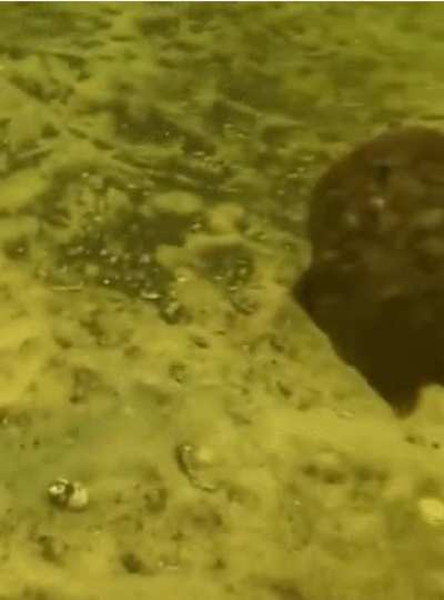 Scallop swimming