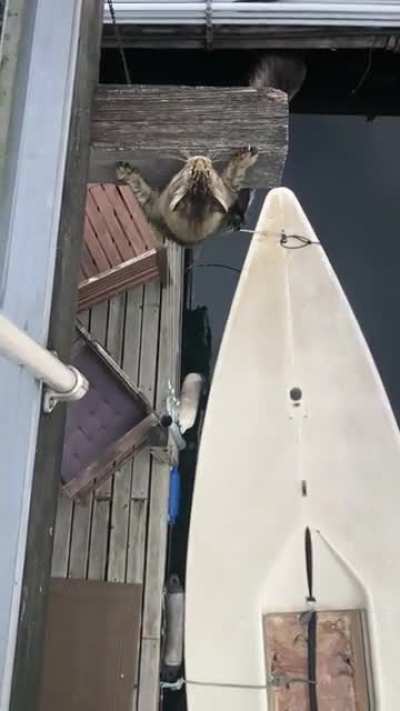 This cat&rsquo;s claws