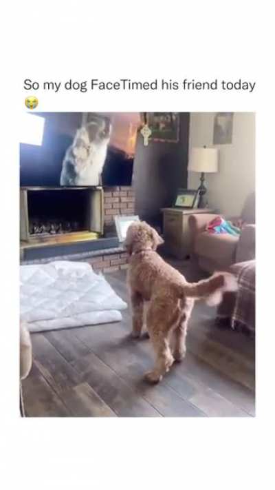 Well&hellip; how the world has changed...dogs are having zoom meetings