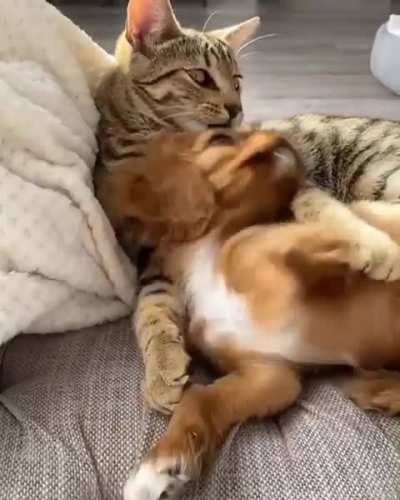 Two best buds