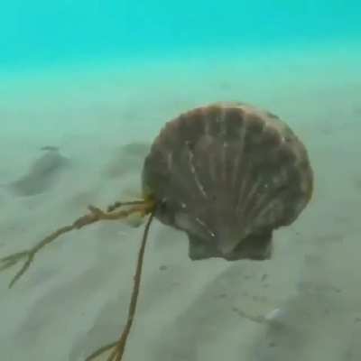Scallops can Gallop