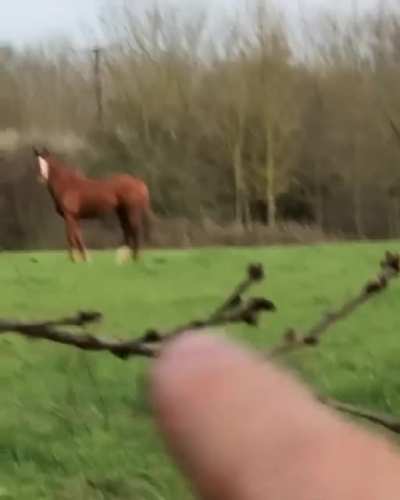 I give u this shite