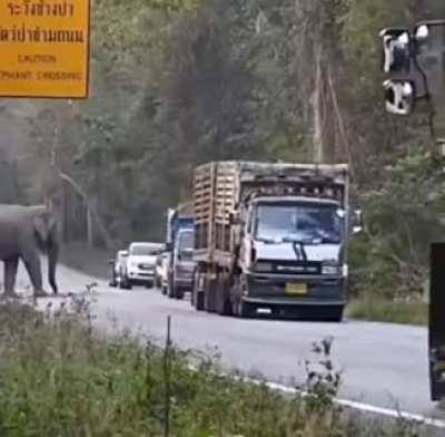Elephants in Cambodia have learned to exploit their right of way and stop passing sugar cane trucks to steal a snack.