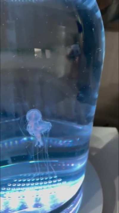[123/123] Jellyfish get down (Jellyfish vs. Night Crawlers)