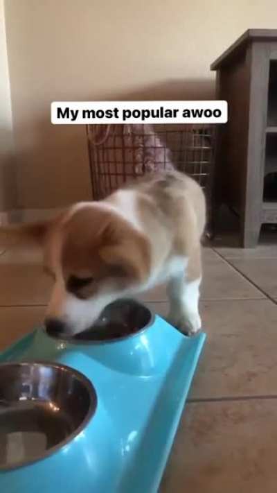 Awoo variety pack
