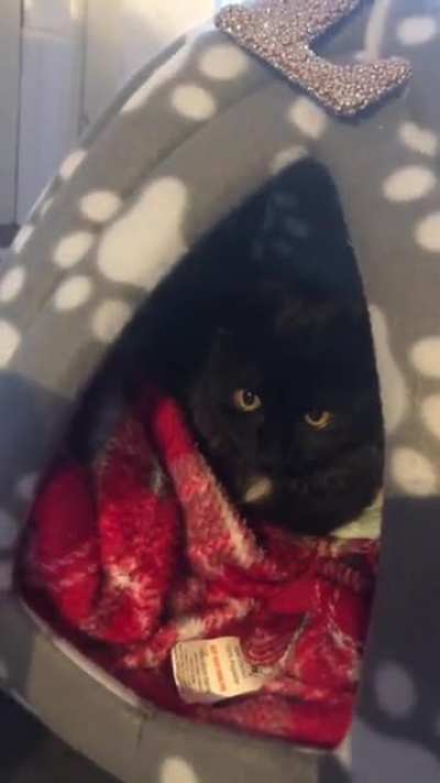 Throwback to Luna&rsquo;s 3rd night in her forever home from the rescue centre, finding her voice little sassy queen