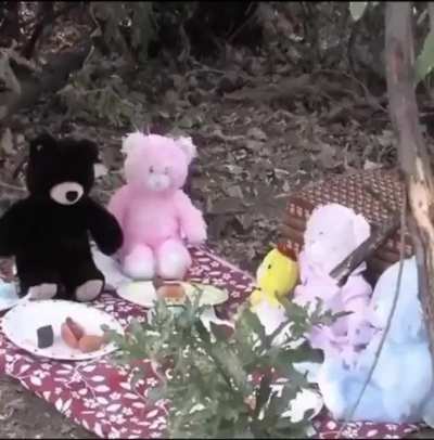 MAAU - Video #7246